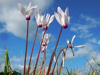 Cyclamen persicum 3, Saxifraga-Ed Stikvoort