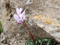 Cyclamen persicum 4, Saxifraga-Ed Stikvoort