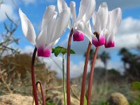 Cyclamen persicum 5, Saxifraga-Ed Stikvoort