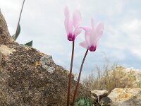 Cyclamen persicum 6, Saxifraga-Ed Stikvoort