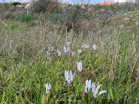 Cyclamen persicum 7, Saxifraga-Ed Stikvoort