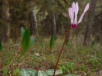 Cyclamen persicum 9, Saxifraga-Ed Stikvoort