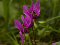 Cyclamen purpurascens