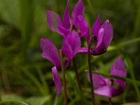 Cyclamen purpurascens 2, Saxifraga-Jan Nijendijk