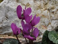 Cyclamen purpurascens 3, Saxifraga-Harry Jans