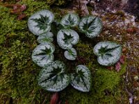 Cyclamen purpurascens 7, Saxifraga-Ed Stikvoort : Moscenicka a900