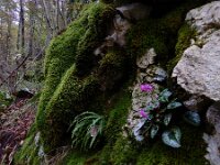 Cyclamen purpurascens 9, Saxifraga-Ed Stikvoort : Dobrec - Grnjac a900