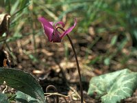 Cyclamen purpureum