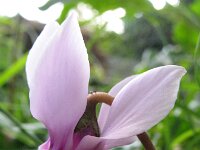 Cyclamen repandum