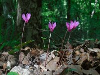 Cyclamen repandum 16, Saxifraga-Ed Stikvoort