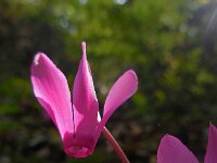 Cyclamen repandum 18, Saxifraga-Ed Stikvoort