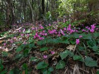Cyclamen repandum 3, Saxifraga-Ed Stikvoort