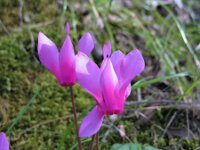 Cyclamen repandum 5, Saxifraga-Kees Laarhoven : voorjaar 2010