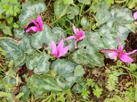 Cyclamen repandum 6, Saxifraga-Peter Meininger