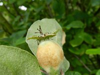 Cydonia oblonga 3, Kweepeer, Saxifraga-Rutger Barendse
