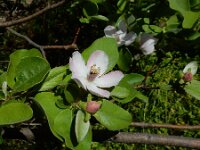 Cydonia oblonga 7, Kweepeer, Saxifraga-Ed Stikvoort