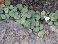 Cymbalaria aquitriloba