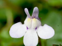 Cymbalaria hepaticifolia