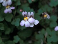 Cymbalaria microcalyx