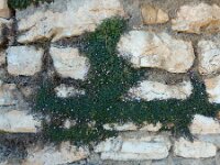 Cymbalaria minor