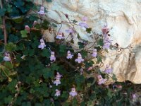 Cymbalaria minor 2, Saxifraga-Ed Stikvoort : Marathias - Vathi Ithaki s9900