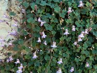 Cymbalaria minor 3, Saxifraga-Ed Stikvoort : Marathias - Vathi Ithaki s9900
