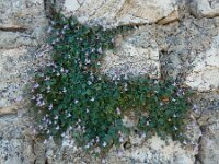 Cymbalaria minor 4, Saxifraga-Ed Stikvoort : Marathias - Vathi Ithaki s9900