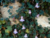 Cymbalaria minor 5, Saxifraga-Ed Stikvoort : Marathias - Vathi Ithaki s9900