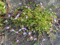 Cymbalaria muralis 13, Muurleeuwenbek, Saxifraga-Rutger Barendse