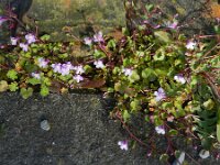 Cymbalaria muralis 14, Muurleeuwenbek, Saxifraga-Rutger Barendse