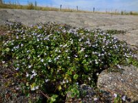 Cymbalaria muralis 17, Muurleeuwenbek, Saxifraga-Ed Stikvoort