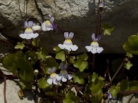 Cymbalaria muralis 2, Muurleeuwenbek, Saxifraga-Jan van der Straaten