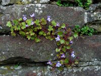 Cymbalaria muralis 23, Muurleeuwenbek, Saxifraga-Ed Stikvoort