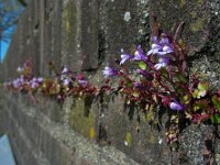Cymbalaria muralis 24, Muurleeuwenbek, Saxifraga-Ed Stikvoort