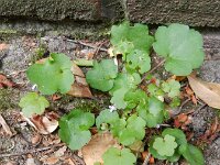 Cymbalaria muralis 25, Muurleeuwenbek, Saxifraga-Rutger Barendse