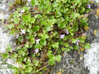 Cymbalaria muralis 28, Muurleeuwenbek, Saxifraga-Rutger Barendse