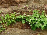 Cymbalaria muralis 36, Muurleeuwenbek, Saxifraga-Hans Grotenhuis