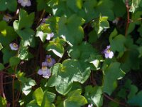 Cymbalaria muralis 38, Muurleeuwenbek, Saxifraga-Hans Grotenhuis