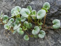 Cymbalaria pallida