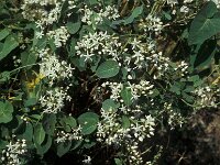 Cynanchum acutum
