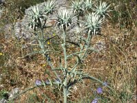 Cynara baetica