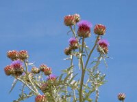 Cynara cardunculus var scolymus