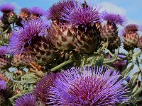 Cynara cardunculus 12, Kardoen, Saxifraga-Ed Stikvoort