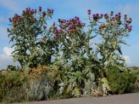 Cynara cardunculus 14, Kardoen, Saxifraga-Ed Stikvoort