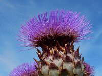 Cynara cardunculus 15, Kardoen, Saxifraga-Ed Stikvoort