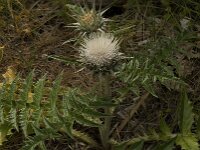 Cynara cornigera