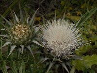 Cynara cornigera 4, Saxifraga-Willem van Kruijsbergen