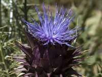 Cynara humilis