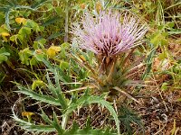 Cynara humilis 12, Saxifraga-Ed Stikvoort