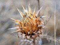 Cynara humilis 14, Saxifraga-Tom Heijnen